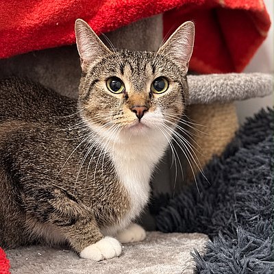 Luna – Tierheim Worms